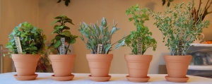 herbs-in-pots